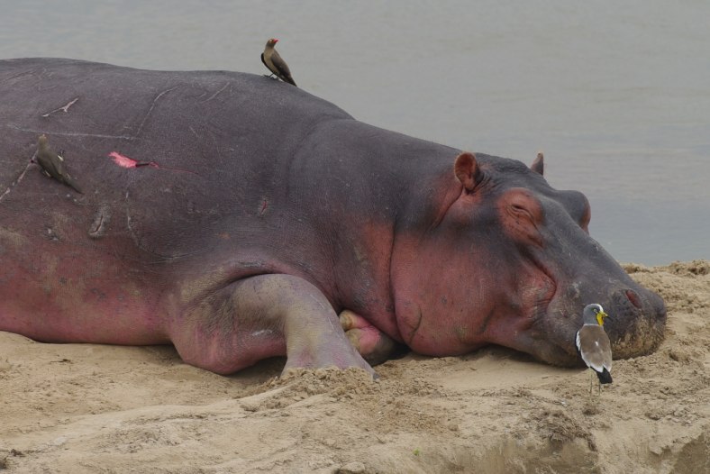 Sleeping hippo